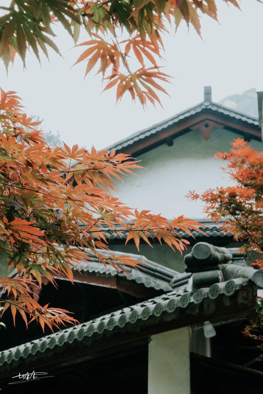 逃出奶油苹果屋